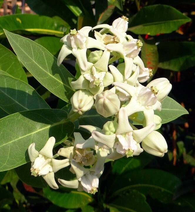 ঔষধি গাছ হিসেবে আকন্দ গাছের জুড়ি মেলা ভার। যখন কোনও কিছুতেই আপনি দাঁতের ব্যথা কমাতে পারছেন না, তখন আকন্দ গাছের রষ তুলোয় করে দাঁতের গোড়ায় ব্যবহার করুন।