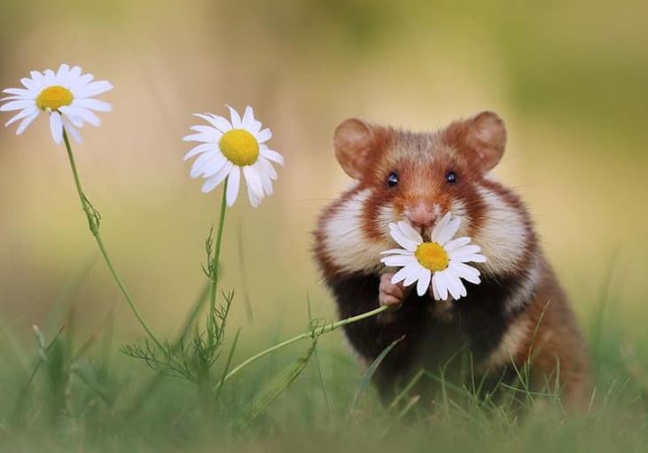 Wild Hamster Poses For Photograph In An Adorable Way, Internet Surprised Watch Video : அழகு விரல்கள்...அப்பாவிக் கண்கள்! பூக்களுடன் காட்டு வெள்ளெலி கொடுத்த க்யூட் போஸ்!