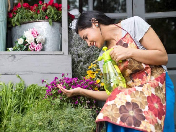 Garden Hacks : खट्टे छिलके हैं बहुत उपयोगी, फेंकने की जगह करें उनका गार्डन में इस्तेमाल Garden Hacks Citrus peels are very useful, use them in the garden Garden Hacks : खट्टे छिलके हैं बहुत उपयोगी, फेंकने की जगह करें उनका गार्डन में इस्तेमाल