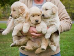 Dogs' Vision And Smell Are Connected, New Study Finds