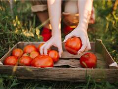 Tomatoes Are Safe To Eat Even When Grown In Lead-Contaminated Soil: Study