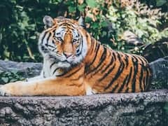 Viral Video: పులి కనిపించగానే ఈ ట్రాఫిక్ పోలీస్ చేసిన పనికి నెటిజన్లు ఫిదా, వైరల్ వీడియో