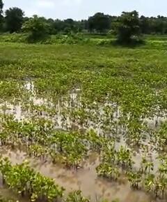 मराठवाड्यासह विदर्भात पावसाची रिपरिप