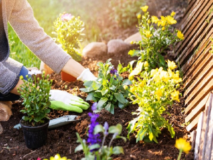 Urban Farming: चार पौधों के दम पर बना सकते हैं खुद का टेरिस गार्डन, अपनायें ये दमदार तरीके