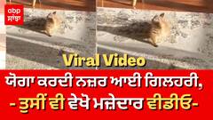 Viral Video: ਯੋਗਾ ਕਰਦੀ ਨਜ਼ਰ ਆਈ ਗਿਲਹਰੀ,ਤੁਸੀਂ ਵੀ ਵੇਖੋ ਮਜ਼ੇਦਾਰ ਵੀਡੀਓ