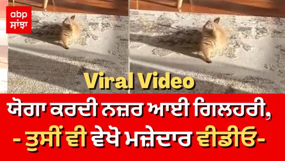 Viral Video: ਯੋਗਾ ਕਰਦੀ ਨਜ਼ਰ ਆਈ ਗਿਲਹਰੀ,ਤੁਸੀਂ ਵੀ ਵੇਖੋ ਮਜ਼ੇਦਾਰ ਵੀਡੀਓ