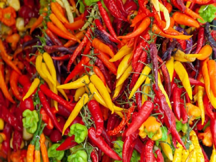 Advanced Varieties of chili: खासकर लाल मिर्च की बात करें तो भारत में उगाई जा रही इसकी रोग प्रतिरोधी किस्में ही भरपूर तीखेपन के साथ कम खर्च में किसानों को ज्यादा पैसा कमाने का मौका देती हैं.