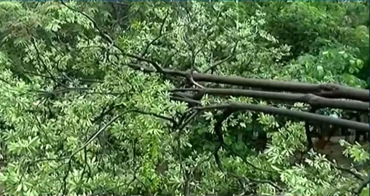India Rains: Heavy rain in Ahmedabad, trees also fell at many places