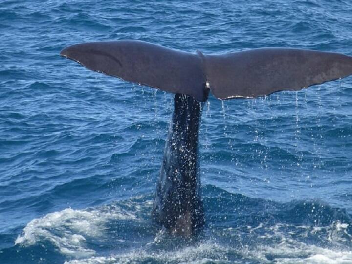 Fishermen Found Whale Vomit Worth 28 Crores in Kerala கோடி கணக்கில் விலைபோகும் திமிங்கலத்தின் எச்சம்...வனத்துறையினரிடம் ஒப்படைத்த கேரள மீனவர்கள்..