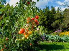 Urban Farming: चार पौधों के दम पर बना सकते हैं खुद का टेरिस गार्डन, अपनायें ये दमदार तरीके