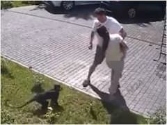 Shocking: दो साल की मासूम बच्ची पर किया बंदर ने हमला, पहले सीढ़ी से गिराया और फिर काटा