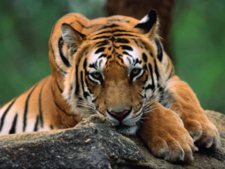 Madhya Pradesh Records Highest Tiger Deaths This Year, Maharashtra Follows Madhya Pradesh Records Highest Tiger Deaths This Year, Maharashtra Follows
