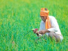 Crop Management: बदलते मौसम के कारण खरीफ प्याज में बढ़ रहा है थ्रिप्स कीट का खतरा, इस तरह करें रोकथाम