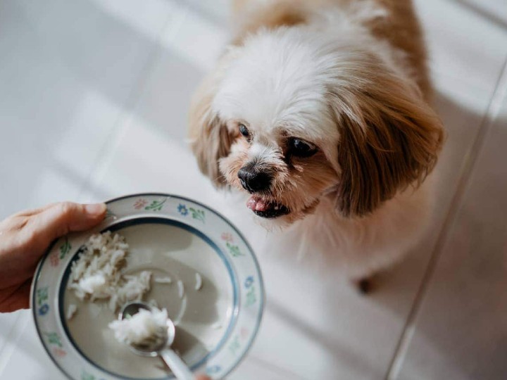 Pet Care: நீங்க சாப்பிடுற சாக்லேட்டையும் சிப்ஸையும் உங்க செல்ல நாய்க்கும் ஊட்டிவிடுறீங்களா! இத படிங்க..