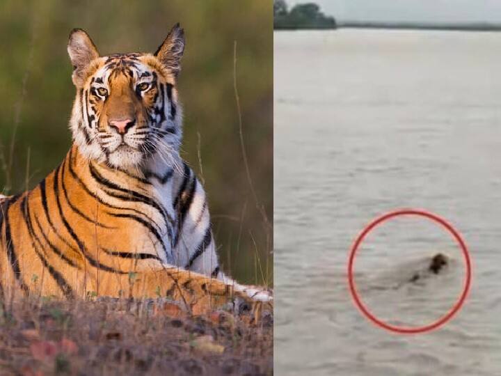 Tiger crossing river miraculously video goes viral Watch Video: காட்டாற்றிலும் நீச்சலடிக்கும்.. அசால்டாக கரையேறும்.. அதுதான் புலி! வைரல் வீடியோ!!