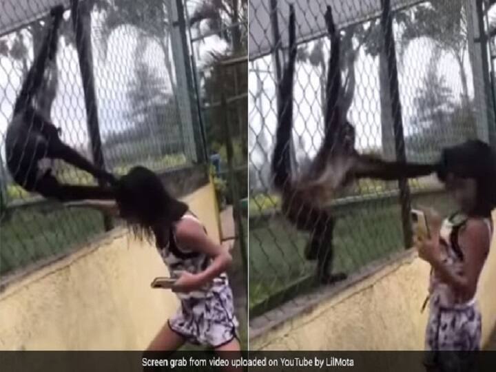 Viral Video Spider Monkeys Pull Girl By Hair Viral Video : சீண்டிய சிறுமி...தலைமுடியை இழுத்த குரங்கு...மிருகக்காட்சி சாலையில் நடந்த பரபரப்பு