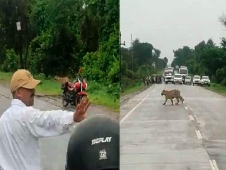 Viral Video: Traffic police stop commuters on road to allow the tiger to cross path, netizens are impressed Viral Video : புலிக்கு வழிவிடுவதற்காக, போக்குவரத்தை ஒழுங்குபடுத்திய காவலர்.. நெகிழ்ச்சி வீடியோ