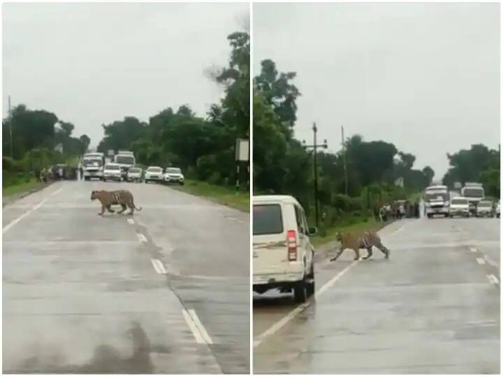 traffic police personnel stopped commuters road to allow a tiger to cross path viral video Watch: ਜੰਗਲ 'ਚੋਂ ਨਿਕਲ ਕੇ ਅਚਾਨਕ ਸੜਕ 'ਤੇ ਆ ਗਿਆ ਬਾਘ, ਵੀਡੀਓ ਦੇਖ ਕੇ ਉੱਡ ਜਾਣਗੇ ਹੋਸ਼