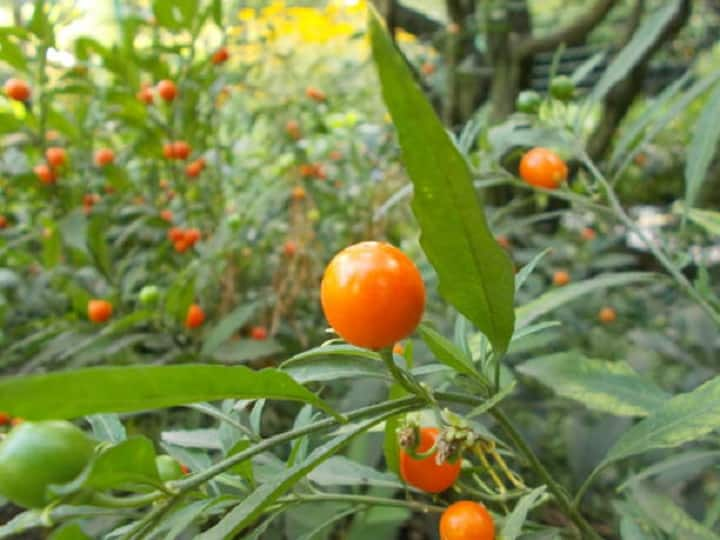 Herbal Farming of Ashwagandha will increase farmer's income by selling every part of crop Herbal Farming: बाजार में ऊंचे दामों पर बिकेगा इस फसल का हर हिस्सा, जानें अश्वगंधा की खेती का सही तरीका