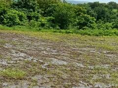 Maharashtra Rain : राज्याच्या विविध भागात पावसाची हजेरी, शेती पिकांना मोठा फटका, बळीराजा चिंतेत