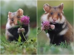 Trending Video : जंगली हॅमस्टरचं क्यूट फोटोशूट तुम्ही पाहिलं का? एकदा पाहाच हा गोंडस व्हिडीओ