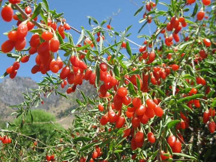 Goji Berry Benefits: கோஜி பெர்ரி பழத்தின் நன்மைகள் என்ன தெரியுமா?