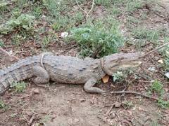 Fatehpur News: फतेहपुर में लगातार निकल रहे हैं मगरमच्छ, वन विभाग के रेंजर बोले- तालाब की सफाई के लिए नहीं बजट