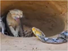 Viral Video: अपने बच्चों के लिए अजगर से भिड़ी बिल्ली, वीडियो देख रोंगटे खड़े हो जाएंगे