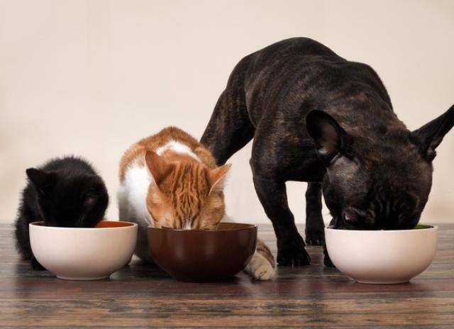 Everything You Should Know About Feeding Human Food to Dogs and Cats Pet Care: நீங்க சாப்பிடுற சாக்லேட்டையும் சிப்ஸையும் உங்க செல்ல நாய்க்கும் ஊட்டிவிடுறீங்களா! இத படிங்க..