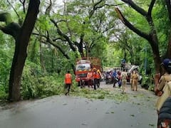 Mumbai Aarey : मुंबई : आरे कॉलनीमध्ये झाडांची छाटणी सुरू, वाहतुकीसाठी रस्ता बंद; पाहा फोटो