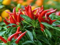 Green Chili Farming: લીલા મરચાની આ 7 જાતો આપશે અદ્ભુત નફો, વરસાદની મોસમમાં ચોક્કસ કરો ખેતી