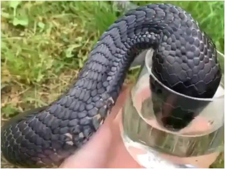 man gave water to dangerous king cobra video viral on social media marathi news Trending News : महाकाय किंग कोब्राला पाजले पाणी! नेटकरी आश्चर्यचकित, Video व्हायरल