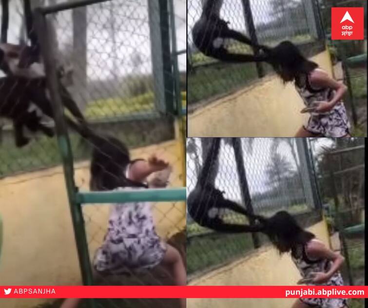 Watch: A monkey cruelly pulled a girl's hair in the zoo, watch this shocking incident in the video Watch : Zoo 'ਚ ਬਾਂਦਰ ਨੇ ਬੇਰਹਿਮੀ ਨਾਲ ਖਿੱਚੇ ਕੁੜੀ ਦੇ ਵਾਲ, ਦੇਖੋ ਵੀਡੀਓ 'ਚ ਹੈਰਾਨ ਕਰ ਦੇਣ ਵਾਲੀ ਇਹ ਘਟਨਾ