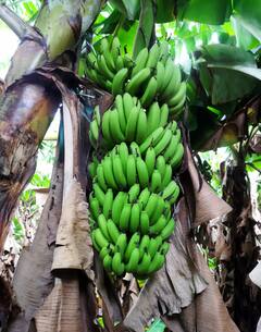 Photo: हिंगोलीतील केळी उत्पादक शेतकऱ्यांना चांगले दिवस; प्रति क्विंटल अडीच हजारांचा भाव