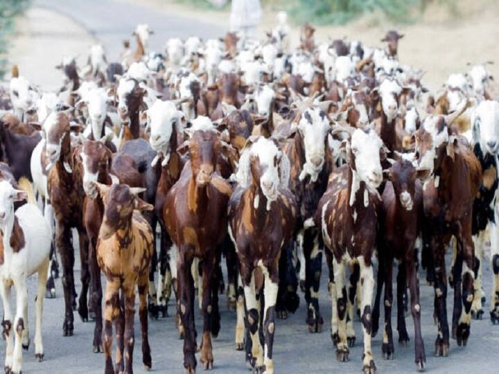 Uttar Pradesh 110 goats mysteriously disappeared from animal shelter home manager told reason to police ANN UP News: एनिमल शेल्टर होम से 110 बकरे-बकरियां रस्यमय ढंग से गायब, प्रबंधक ने पुलिस को बताई ये वजह