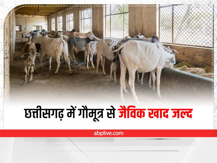 Durg News: छत्तीसगढ़ में गौमूत्र से कीटनाशक बनाने की प्रक्रिया जल्द, जानिए कैसे बनता है गौमूत्र से जैविक खाद Chhattisgarh process of making pesticides from cow urine know how organic fertilizer is made from cow urine ANN Durg News: छत्तीसगढ़ में गौमूत्र से कीटनाशक बनाने की प्रक्रिया जल्द, जानिए कैसे बनता है गौमूत्र से जैविक खाद