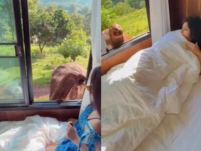 elephant waking up woman instead of alarm video becomes trending in instagram Watch Video : ஹலோ ம்யூசிஸியன்ஸ்.. கொட்டண்டம்மா.. : தூக்கத்தில் இருந்து தட்டியெழுப்பிய க்யூட் யானை..