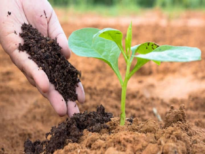 Usage of Compost Manure Fertilizer in different crops according different time and quantity Crop Management: अलग-अलग फसलों में कब और कैसे करें वर्मीकंपोस्ट खाद का इस्तेमाल, यहां जानें