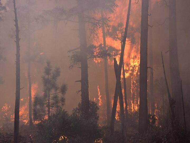 California's fast-moving Oak Fire burns 14,000 acres and forces thousands to evacuate outside Yosemite National Park கலிபோர்னியாவில் கட்டுக்கடங்காத காட்டுத் தீ... வெளியேறும் 6 ஆயிரம் அமெரிக்கர்கள்!