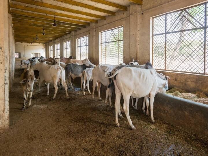 Chhattisgarh News: Cow urine purchase will start in Chhattisgarh from today, CM Bhupesh Baghel wil purchase cow urine Chhattisgarh News: छत्तीसगढ़ में आज से होगी गोमूत्र खरीदी की शुरुआत, किसानों को सस्ते दर पर मिल सकेगी जैविक खाद