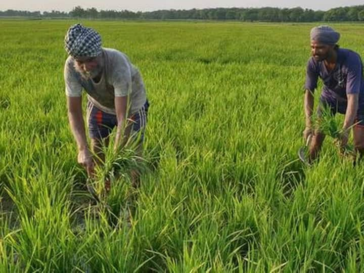 maharashtra rain ruined 8 lakh hectare of crop nagpur amravati gadchiroli most affected Maharashtra Rain: भारी बारिश से महाराष्ट्र में आठ लाख हेक्टेयर भूमि पर फसल को पहुंचा है नुकसान, ये इलाके सबसे ज्यादा प्रभावित