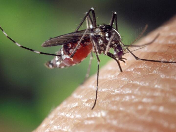 Why do mosquito and insect bites itch? Mosquito Bite: దోమ కుడితే దురద ఎందుకొస్తుంది? ఇలా చేస్తే ఆ మంట మాయం!