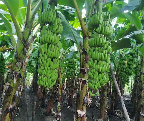 Banana Farming : केळी उत्पादक शेतकऱ्यांना चांगले दिवस; अडीच हजार रुपये प्रति क्विंटल दराने केळीची विक्री Banana Farming : केळी उत्पादक शेतकऱ्यांना चांगले दिवस; अडीच हजार रुपये प्रति क्विंटल दराने केळीची विक्री