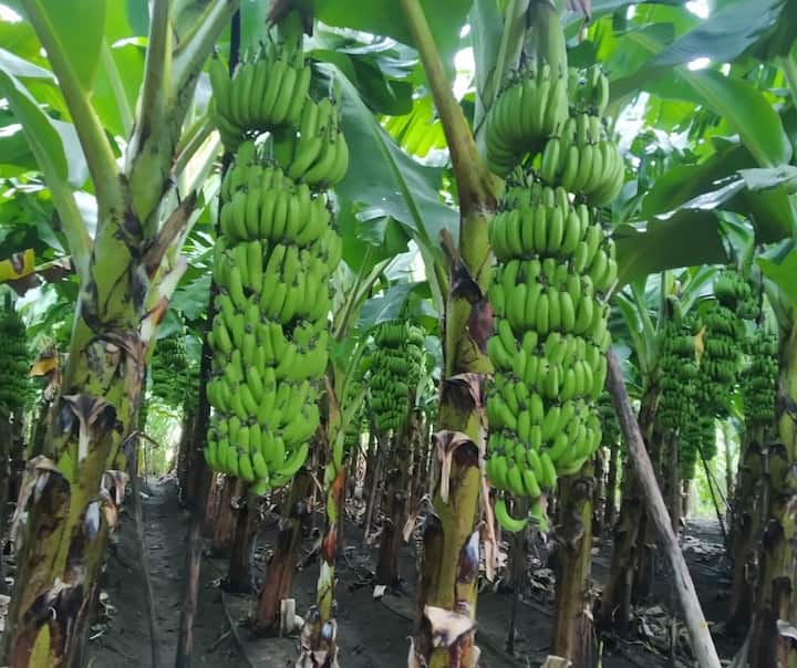 maharashtra news hingoli banana farmers get highest rate since last three years Banana Farming : केळी उत्पादक शेतकऱ्यांना चांगले दिवस; अडीच हजार रुपये प्रति क्विंटल दराने केळीची विक्री