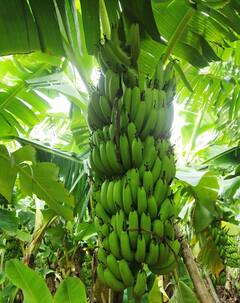 Photo: हिंगोलीतील केळी उत्पादक शेतकऱ्यांना चांगले दिवस; प्रति क्विंटल अडीच हजारांचा भाव