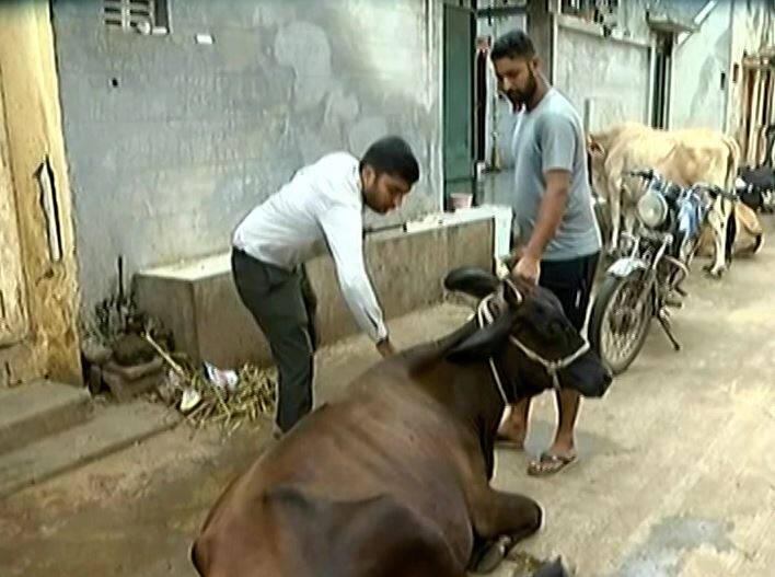 milk income has decreased In Saurashtra and Kutch due to lumpy virus  Lumpy Virus: સૌરાષ્ટ્ર અને કચ્છમાં લમ્પી વાયરસના કહેર, દૂધની આવકમાં ઘટાડો નોંધાયો