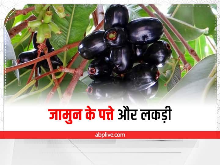Health Benefits of Jamun fruit jamun seeds jamun leaves jamun wood