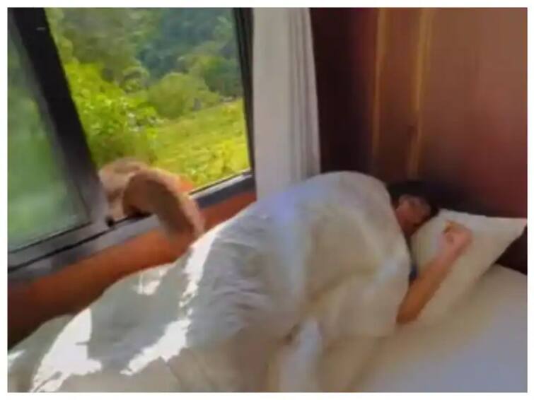 Thailand Viral Video Elephant wakes up women sleeping in hotel Thailand Viral Video : हॉटेलच्या खोलीत निवांत झोपली होती महिला, तितक्यात खिडकीत आला हत्ती, अन्...