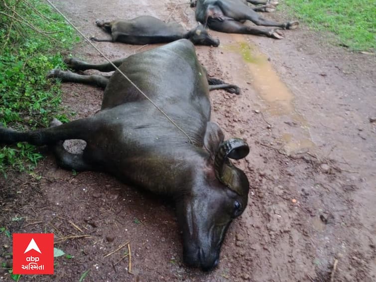 Rajkot News  Three buffaloes died due to electrocution in Rajkot RAJKOT : PGVCLની બેદરકારીને કારણે ત્રણ ભેંસોના મોત, પશુપાલકોમાં રોષ
