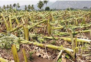புதுக்கோட்டை:  கனமழையால் 500 ஏக்கர் வாழை மரங்கள்  சேதம் - இழப்பீடு கேட்கும் விவசாயிகள்